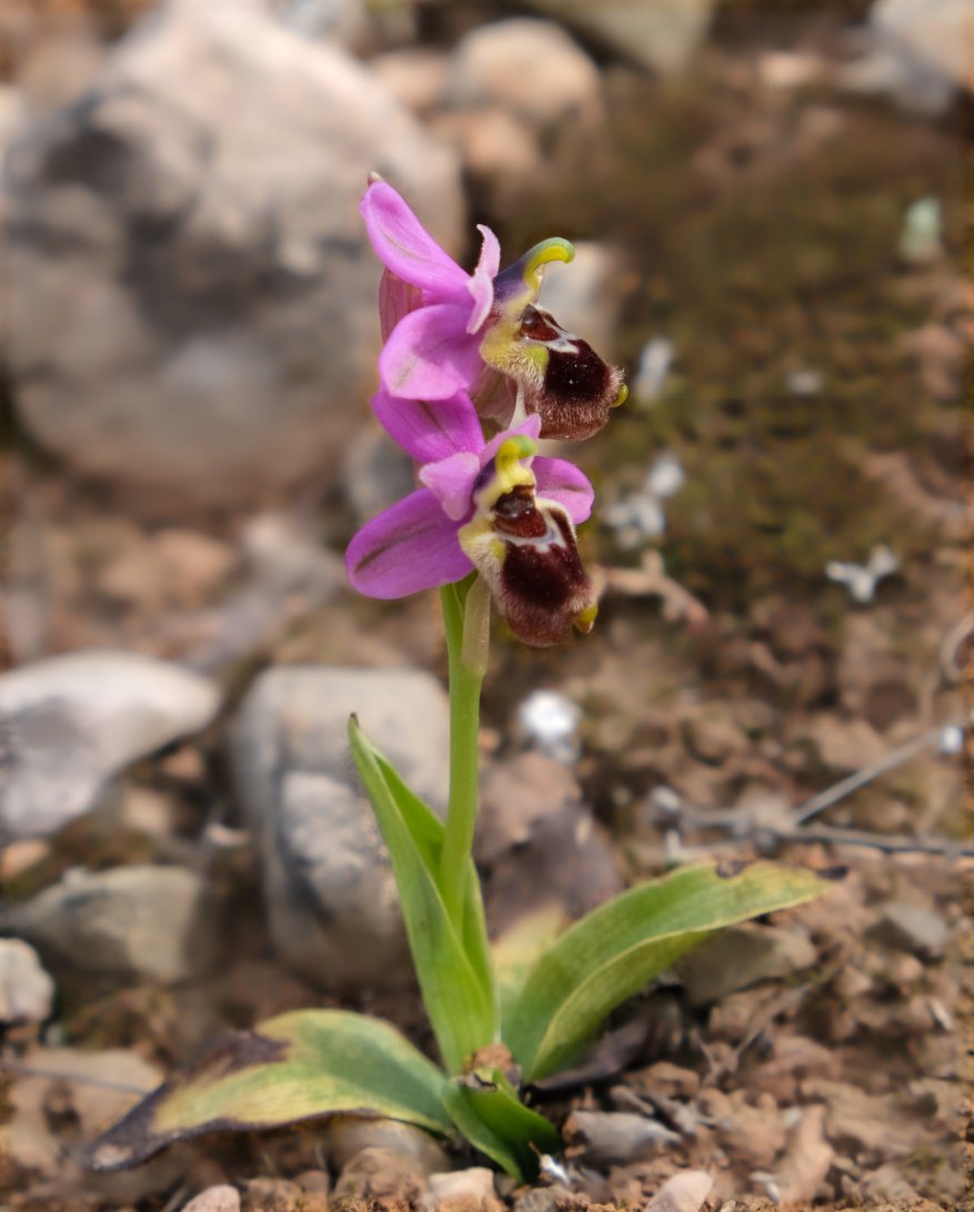 Anno nuovo, orchidee nuove: dalla Grecia con passione.